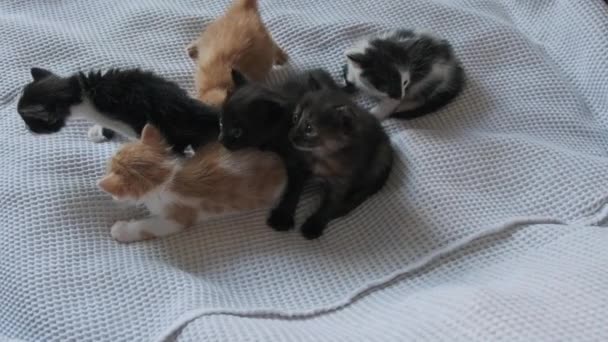 Seis gatitos recién nacidos arrastrándose sobre fondo blanco. Grupo de gatitos lindos — Vídeos de Stock