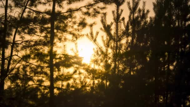 Ormandaki Orange Sun 'ın Günbatımı Ağaçların Dalları' ndan geçiyor. Zaman Uygulaması — Stok video