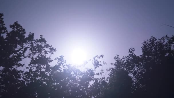 The Full Moon Rises in the Night Sky over Silhouettes of Trees. Time Lapse — Stock Video