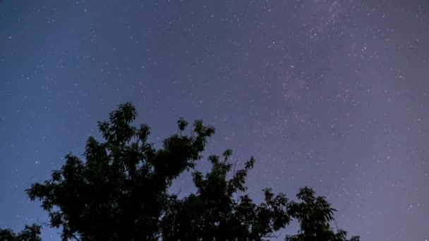 Τα αστέρια στο νυχτερινό ουρανό περιστρέφονται στο φόντο μιας σιλουέτας δέντρων. Χρονικό σφάλμα — Αρχείο Βίντεο