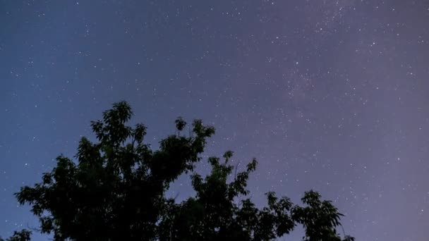 Gwiazdy na nocnym niebie Obracaj się na tle sylwetki drzewa. Czas ucieka. — Wideo stockowe