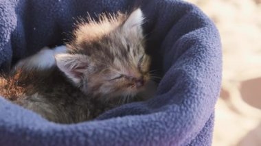 Şirin Üç Hafta Yaşlı Kedi Dışarıda Şapkada Uyuyor