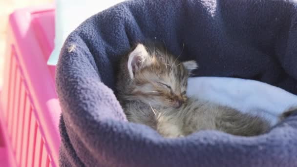 Niedlich drei Wochen alt Kätzchen schläft in einem Hut außerhalb — Stockvideo