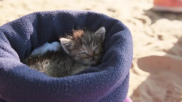 Söt tre veckors gammal katt sover i en hatt utanför — Stockvideo