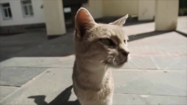 Cool sans-abri chat renifler la lentille de la caméra et regarder la caméra — Video