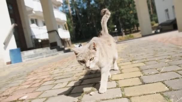 Cool kočka bez domova čichání objektivu fotoaparátu a při pohledu na fotoaparát — Stock video