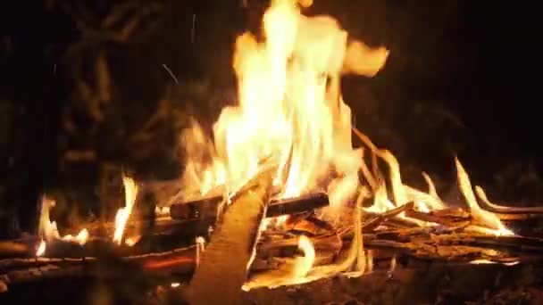 Brasan brinner på natten i skogen. Lägereld bränner på naturen. Långsamma rörelser — Stockvideo