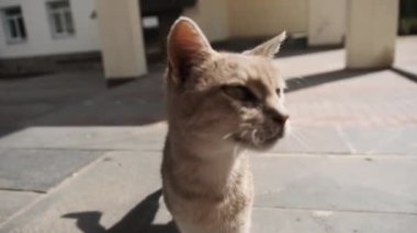 Havalı Evsiz Kedi Kamera Merceklerini kokluyor ve Kameraya bakıyor