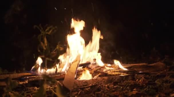 Focul de tabără arde noaptea în pădure. Campfire Burns on Nature. Slow Motion — Videoclip de stoc