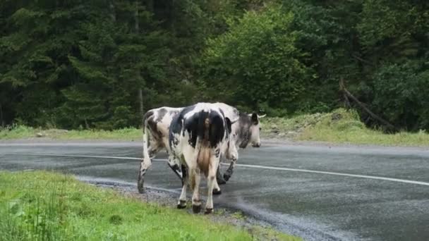Корови перетинають гірську дорогу під час дощу. Корови пасуться по дорозі на узбіччі — стокове відео