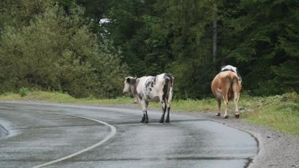 Kor som korsar bergsvägen i regnet. Kor Graze längs vägen på landsbygden — Stockvideo