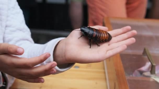 Madagaskar Kackerlacka på Girls Hand. Insekten för innehav och slag av barn. — Stockvideo