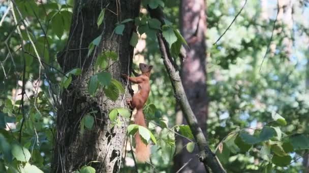 La ardilla está sentada en una rama de árbol en el bosque — Vídeos de Stock