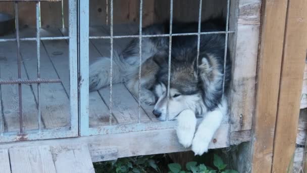 Grande Pedigree Dog Lie em uma cabine grande atrás de barras na rua — Vídeo de Stock