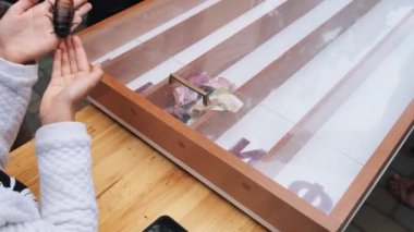 Hamamböceği yarışı. Büyük Madagaskar Hamamböcekleri Yarış Pistlerinde Koşar.