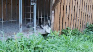 Caddedeki parmaklıkların arkasındaki büyük bir kulübede büyük bir köpek yatar.