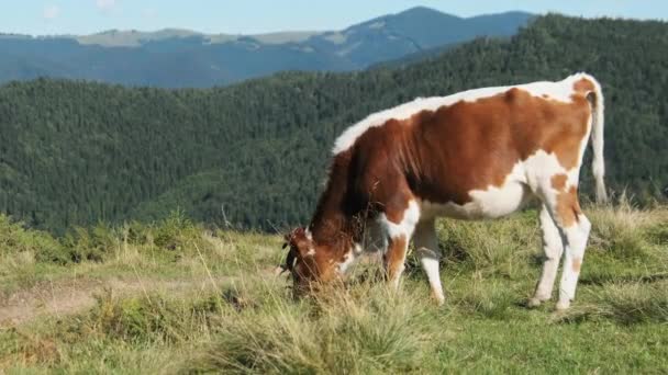 Brown Cow Grazes on the Green Mountain Meadow in the Highlands Повільний рух — стокове відео