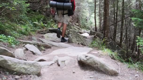 Tourist with a Backpack Climbing Up Along the Stone Mountain Trail in the Forest — Stock Video