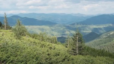 Dağlar Vadisi 'ndeki kozalaklı ormanların manzarası.