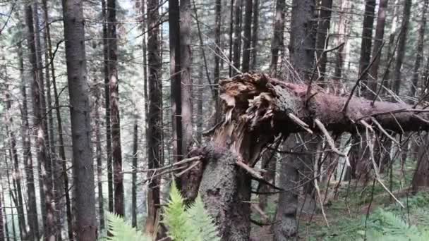 Caído y roto por el fuerte viento árbol alto en un denso bosque de coníferas de montaña. — Vídeo de stock