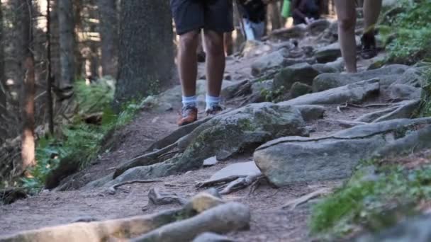 Kilátás a lábak a csoport turisták mászás mentén kő ösvény a hegyi erdőben — Stock videók