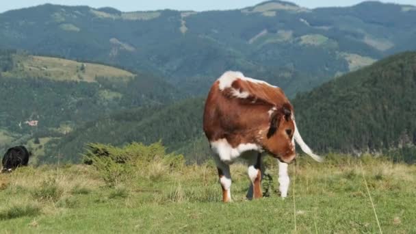 Brown Cow Grazes na łące Green Mountain na wyżynach. Zwolniony ruch — Wideo stockowe