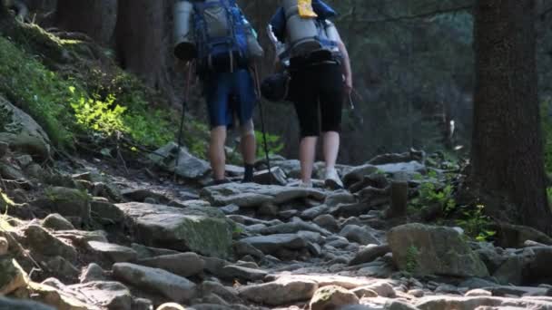 Kilku turystów z plecakami wspinających się po kamiennym szlaku w Mountain Forest — Wideo stockowe