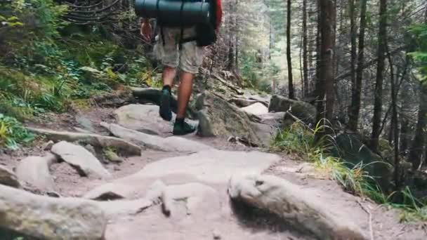 Turista com uma mochila subindo ao longo da trilha da montanha de pedra na floresta — Vídeo de Stock