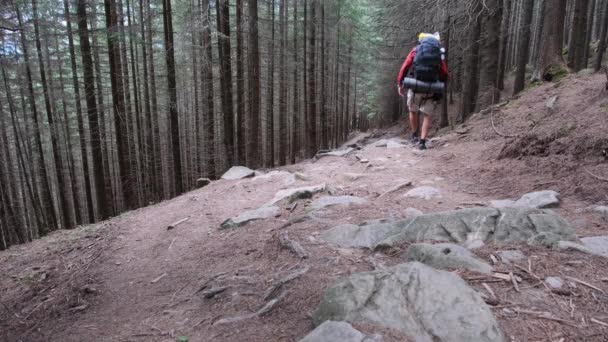 Турист с рюкзаком, идущим по каменной горной тропе в лесу. — стоковое видео