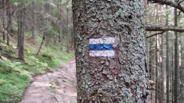 Gezeichnetes Zeichen eines Bergweges an einem Baum im Nadelwald — Stockvideo