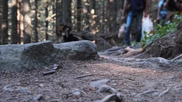 Widok na nogi grupy turystów wspinaczka wzdłuż kamiennego szlaku w Mountain Forest — Wideo stockowe