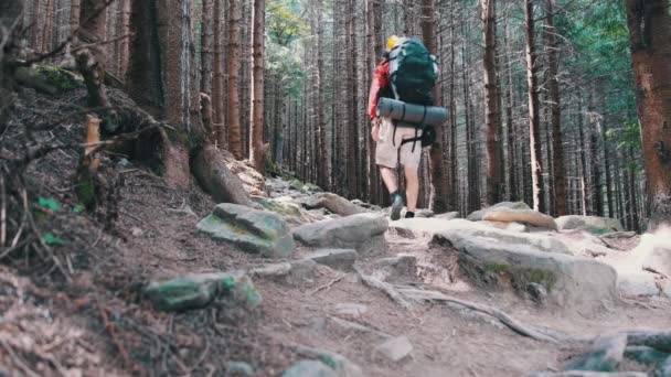 Toeristen met een rugzak wandelen omhoog langs de Stone Mountain Trail in het bos. — Stockvideo