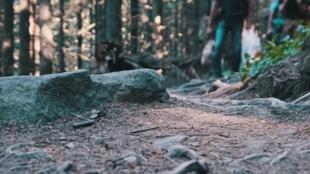 Pohled na nohy skupinových turistů, kteří lezou po kamenné stezce v horském lese — Stock video