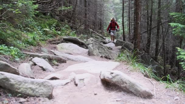Tourist mit Rucksack geht den Steinweg im Bergwald hinunter. — Stockvideo
