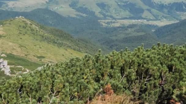 Cordillera Verde con Bosques de Coníferas y Nubes de Cúmulos en el Cielo — Vídeos de Stock