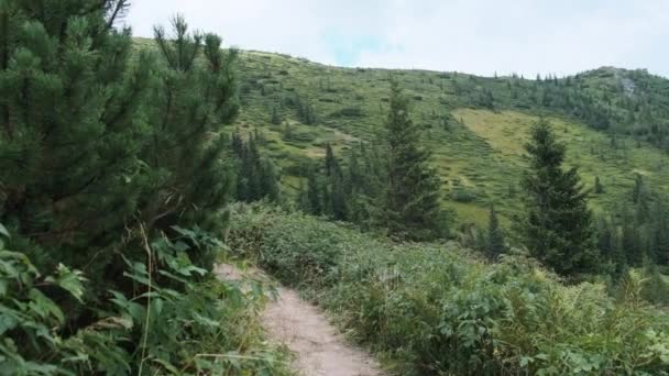 Paisaje Vista de Green Hills en el Valle de las Montañas con Bosques de Coníferas — Vídeos de Stock