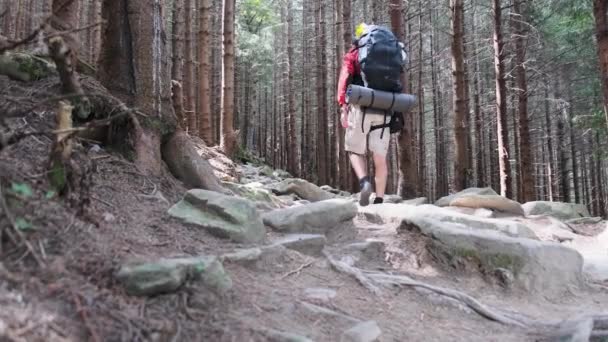 Turista con uno zaino a piedi lungo il sentiero di montagna in pietra nella foresta. — Video Stock