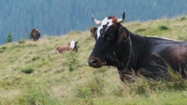 İskoçya 'daki Yeşil Dağ Çayırı' nda Esmer İnek Otlanıyor. Yavaş Hareket