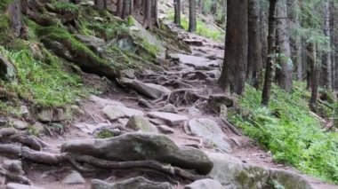 Yoğun Kozalaklı Yeşil Orman 'daki Rocky Dağı Patikası. Yürüyüş Yolu