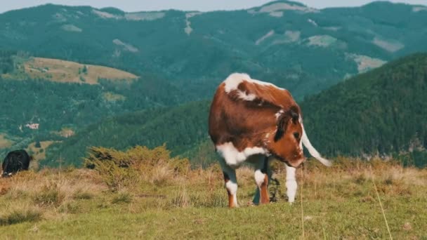 Brown Cow Grazes na łące Green Mountain na wyżynach. Zwolniony ruch — Wideo stockowe
