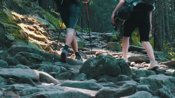 Pareja de turistas con mochilas trepando por el sendero de piedra en el bosque de montaña — Vídeo de stock