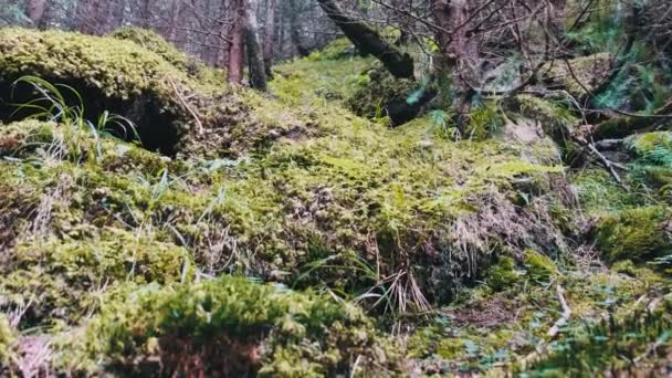 Schöner wilder Nadelwald mit grünen Pflanzen und Moos am Hang — Stockvideo
