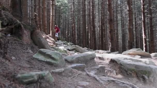 Tourist mit Rucksack begibt sich auf den steinernen Bergpfad im Wald. — Stockvideo