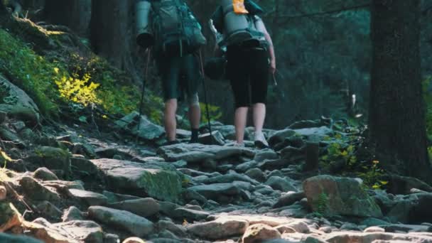 Casal de turistas com mochilas subindo na trilha de pedra na floresta de montanha — Vídeo de Stock