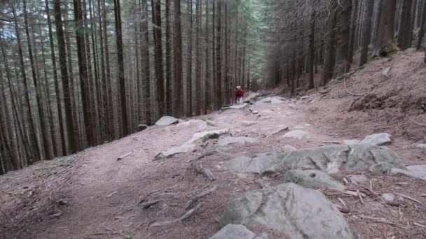 Toeristen met een rugzak wandelen omhoog langs de Stone Mountain Trail in het bos. — Stockvideo