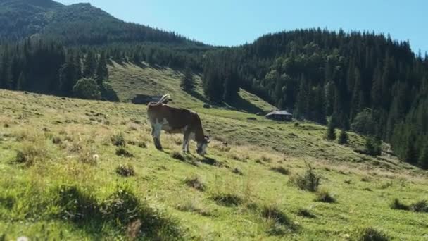 Braune Kühe grasen auf einer grünen Bergwiese in den Highlands. Zeitlupe — Stockvideo
