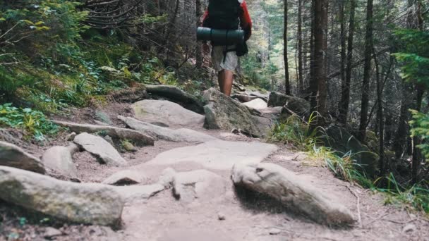 Tourist mit Rucksack klettert auf dem steinernen Bergpfad im Wald — Stockvideo