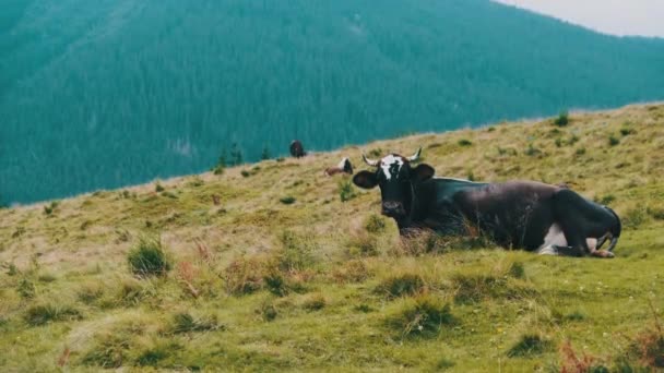 Brown Cow Grazes on the Green Mountain Meadow in the Highlands Повільний рух — стокове відео