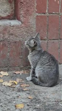 Küçük, tetikte, gri tekir bir kedi yavrusu yere düşmüş yapraklarla çevrili kırmızı tuğla bir duvarın yanında oturuyor. Bu meraklı sokak köpeği, şehir çevresini gözlemleyerek yukarı ve çevreye bakıyor. Dikey video.
