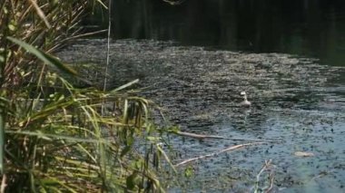 Tek bir cam şişe, alg parçalarıyla çevrili bulanık gölet suyunda hareketsizce yüzer. Bankadaki sazlıklar, insan atıklarının ve çevresel kirliliğin doğaya müdahalesini vurguluyor.